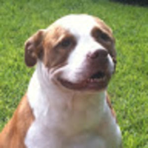 Meet your Posher, Jake